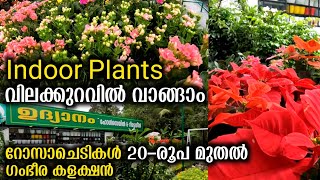 20-രൂപ മുതൽ റോസാചെടികൾ Indoor Plants വിലക്കുറവിൽ വാങ്ങാം | Garden Plants Indoor And Outdoor Plants