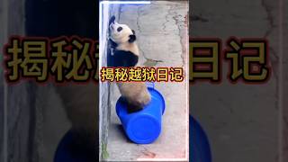 📔 揭秘越狱日记！🐼 渝可渝爱 #大熊猫 #cute funny panda