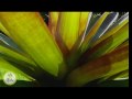 bromeliads alcantarea imperialis rubra