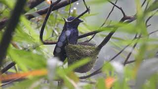 小卷尾育雛鳴叫1110518三星龍泉公園 1