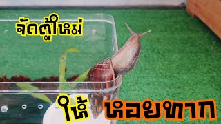 จัดตู้ใหม่ ให้เจ้าหอยทาก 🐌 #หอยทาก