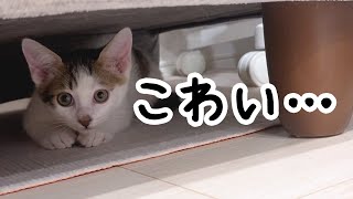 警戒心MAX子猫が先住猫に慣れるにはまだまだかかりそうです…