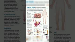 Integumentary system human skin