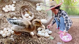 WOW OMG!  Duck is laying eggs.- Ducks lay a lot of eggs