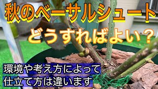 秋の【べーサルシュート】🌹どうすればよい？環境や考え方によって仕立て方は様々😊