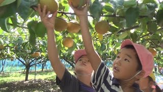 園児らナシ狩りに歓声 　結城