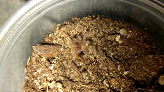 Pterinochilus murinus (Orange Baboon Tarantula) Feeding