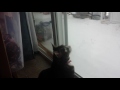 max trying to catch snow