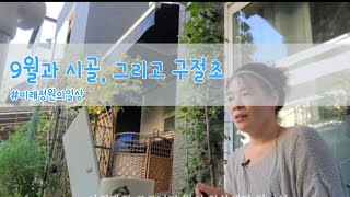 9월 시골 풍경, 그리고 구절초(feat. #거금도_금산)