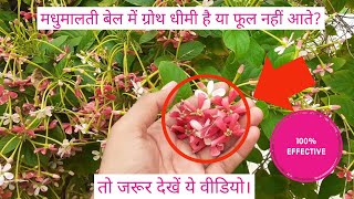 मधुमालती की बेल लद जायेगी फूलों से ऐसे देखभाल करने से। Rangoon Creeper Plant Care.