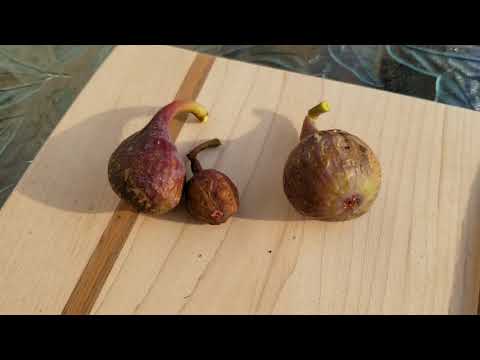 Do figs grow in North America?