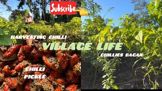 Harvesting chilli 🌶️ || chilli pickle banaya || village life ||