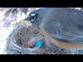 pheona feeding chick june 16 2015