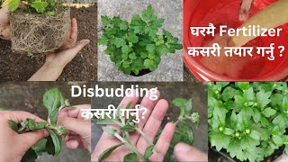 गोदावरी लाई Repotting कहिले, कसरी, कस्तो माटो मिश्रण र कुन size को Pot मा गर्नु ?