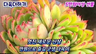 다육더하기(1) 새로운 신상 만원으로 즐길수 있는 다육이 멋진군생 #샤를로즈 7천 #레몬앤라임 에게리아