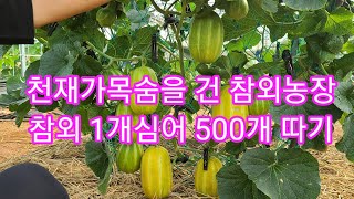 천채가 목숨걸고 참외 1개심어 500개  따기 중간점검 세상에 이런일이,인간극장,전원일기참외 키우기,참외 순치기 참외적심,순지르기 참외재배방법,주말농장,텅밭,귀농,귀촌