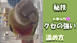 大事な所💖ぽっかぽか　癖の強い温め方　ウロコインコ　ぼんたんです　Warm the important place