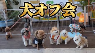 犬バカ必見！7匹の仲間たちが集まった楽しいオフ会#犬オフ会 #犬の笑顔