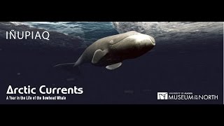 Arctic Currents: A Year in the Life of the Bowhead Whale (Inupiaq)