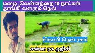 மழை,வெள்ளத்தை தாங்கி வளரும் சிகப்பி நெல் ரகம்|Tamil|