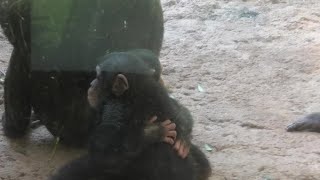 Hold tight! by Plum and Ibuki  ギュッツ！プラムとイブキ Chimpanzee  Tama Zoological Park