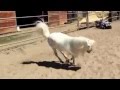 Miniature horse doing the Whip and Nae Nae