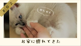 お家に慣れてきた子猫をご覧ください【ラグドール 子猫 とろろ】