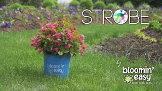 Meet Strobe™ Weigela