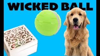 Dog Plays With Wicked Ball