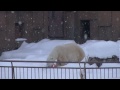 楽しそうなデナリ~enjoying polar bear