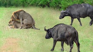 Crazy Scene! Male Lion Suddenly Suffered The Fury Of Mad Buffaloes When Showing Excessive Excitement