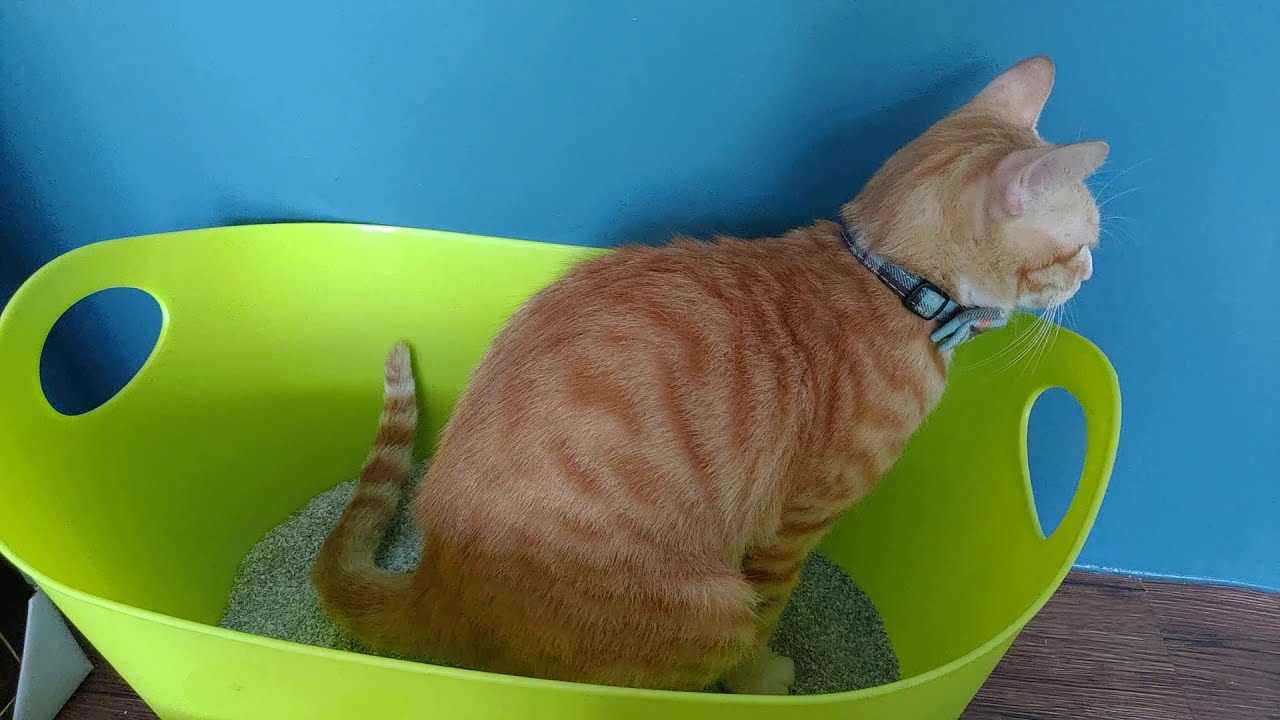 Cat Pooping In A Litter Box - YouTube