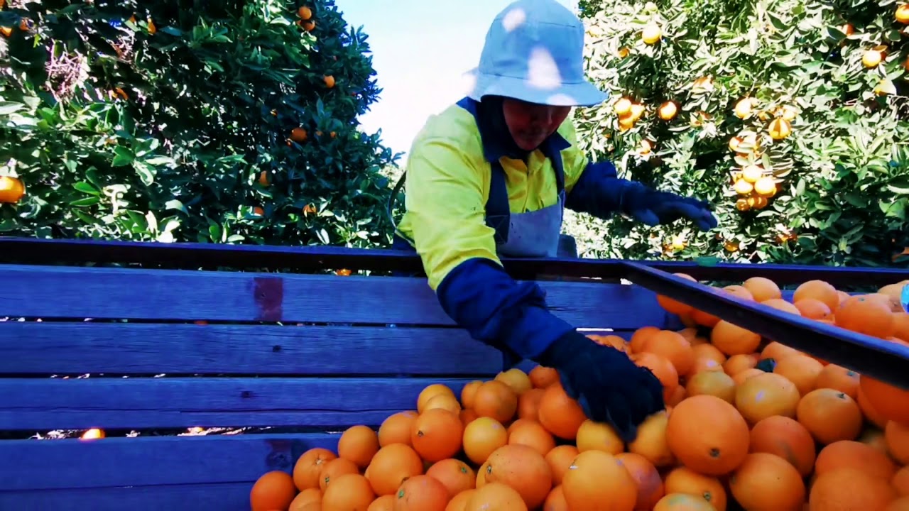 Picking Oranges In Australia Youtube