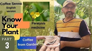 KYP-Part3 - Coffee senna - one Plant Multiple uses (Medical/Recipes). Are you ignoring this so far?