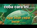 CARA AGAR SEMANGKA/TEMBIKAI CEPAT BESAR SETELAH POLINASI