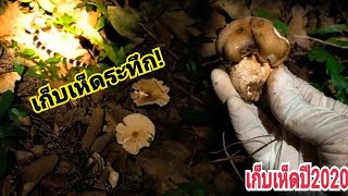 กำลังหาเห็ดปลวกแต่เจองูพิษที่กัดคนตายได้จะทำยังไงไปดูกัน🍄🐍😱👉Mushroom picking