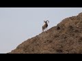 قوچ کرمان kerman sheep