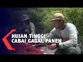 Petani Cabai Gagal Panen Karena Curah Hujan Tinggi