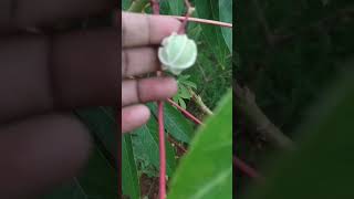 என் தோட்டத்தில் போட்ட மரவள்ளிக்கிழங்கு #trendingvideo #viralvideo #beautiful #nature #garden #video