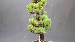 Pinus pentaphylla 2019-31B