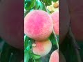 Peach Plant | Plants Hub Official | #trending #viral