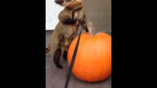 A coatimundi and his pumpkin