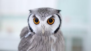 Baby White Faced Scops Owl New friends🦉❣️