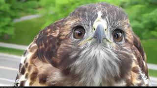 H3 Gets Up Close And Personal With Cornell Hawks Cam – June 20, 2018