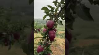 🍎 正宗的花牛苹果时隔一年🍎 正宗的花牛苹果再次和大家相见了，您是否还记得当初的味道！需要的可以预订了景悦公寓