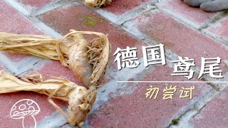 【埋种球】德国鸢尾 首次埋球，期待开花