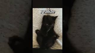 Have YOU EVER Seen a CAT do THIS 🤣 | Wholesome Moments