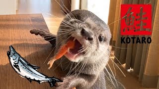 カワウソ コタロー　おいでー！サーモンあげるよ　Kotaro the Otter Eating Salmon Sashimi