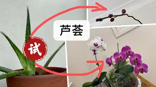 【21431】芦荟是养兰花之神物吗？用八棵蝴蝶兰和一棵万代兰试试看 // 静姐说花841