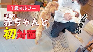 【犬と赤ちゃん】１歳のマルプーが新生児と初対面で興奮しすぎてやばい！！【マルプー】